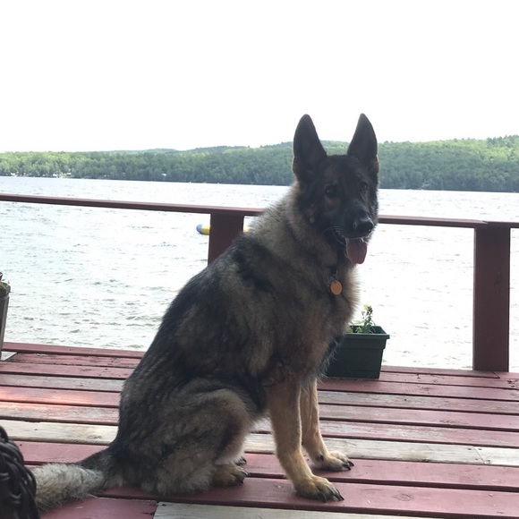 Meet your Posher, Zach - Picture 1 of 1